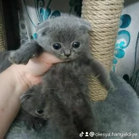 Шотландские котята