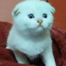 шотландские шиншиллы
