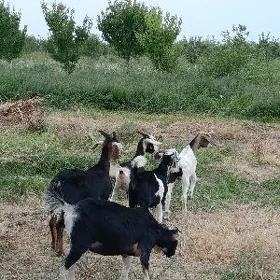 çewiş mal