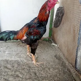 baysow horaz