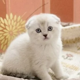 шотландская шиншилла