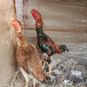 horaz