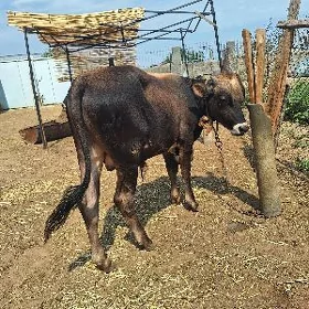 SIWES OKUZCE