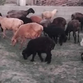 goýun