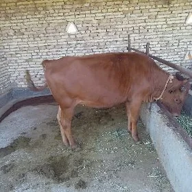 tüwe