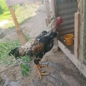 horaz