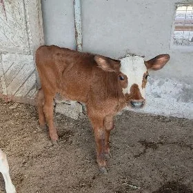 Göle oküzce gulajyn