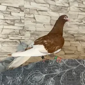kepderi