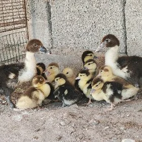 indowutka ordek
