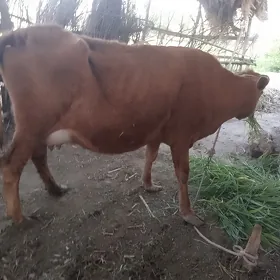 sygyrlar