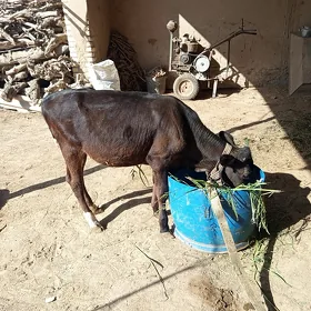 gulajyn gole