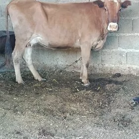 göleli sygyr