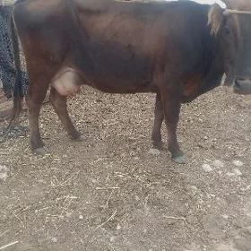 Сгр тагалы