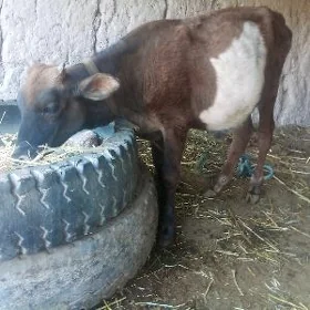 öküzçe