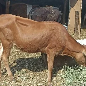 öküzçe tüwe öküz göle