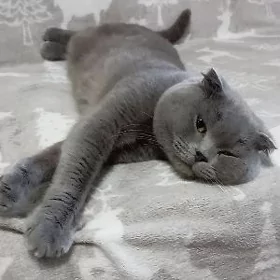 Кот на вязку