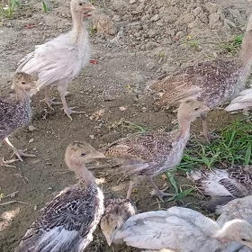 Induk juyje