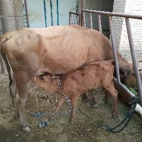 Göleli sygyr