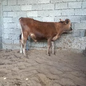 okuz okuzce gole