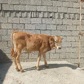 ÖKUZ