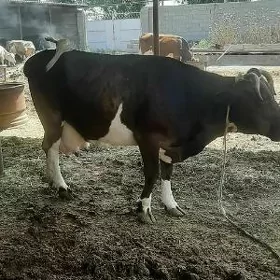 sygyr