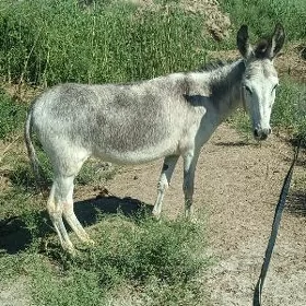 urgaçy eşek.