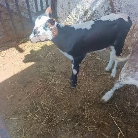 galşteýin tüwe