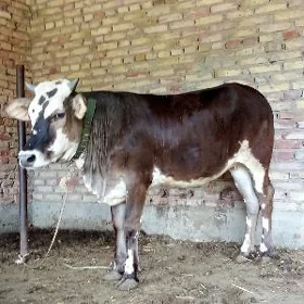 Gibrit Tüwe Bskylgy 1 ýaş 6 aý