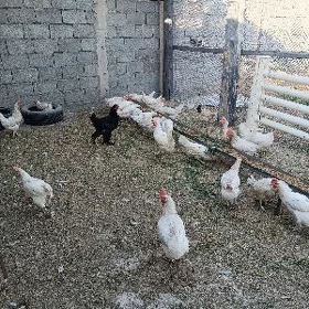 Towuklar