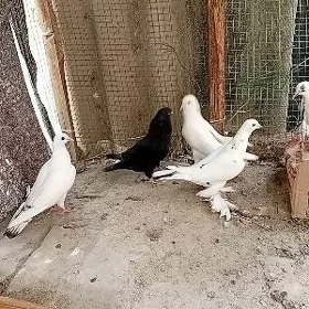 Kepderi