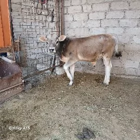 Okuz okuzce