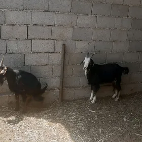 bakyda duran erkecle