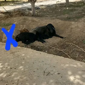 Garakol guzly goyun