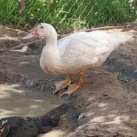 Indawytga