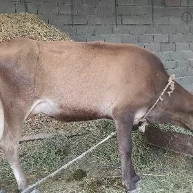 Sygyr