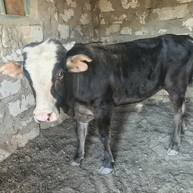 öküz