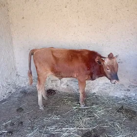 oküzce