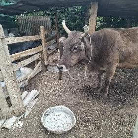 Şwes sygyr