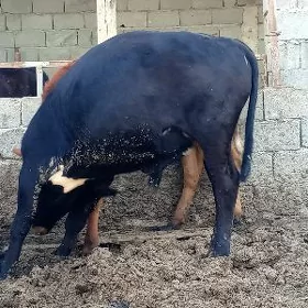 sygyr tuwe öküz 6bas