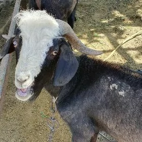 Geçiler