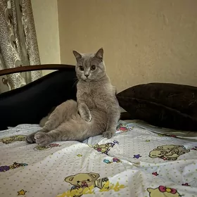 Шотландский прямоухий