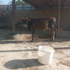 öküz
