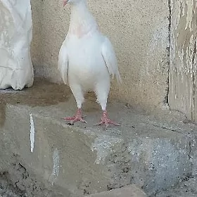 kepderi