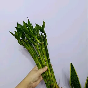 БАМБУК
