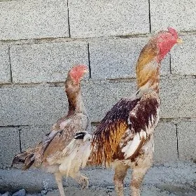 Taşkent