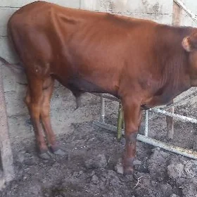 OKUZCE GOLE