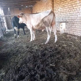 Simmental Öküzler