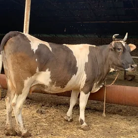 Goleli sygyrlar