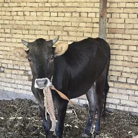 Swes paroda gulajyn