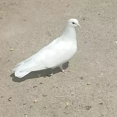 kepderi